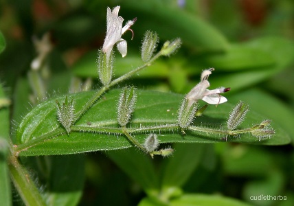 Andrographis echioides flower2.jpg